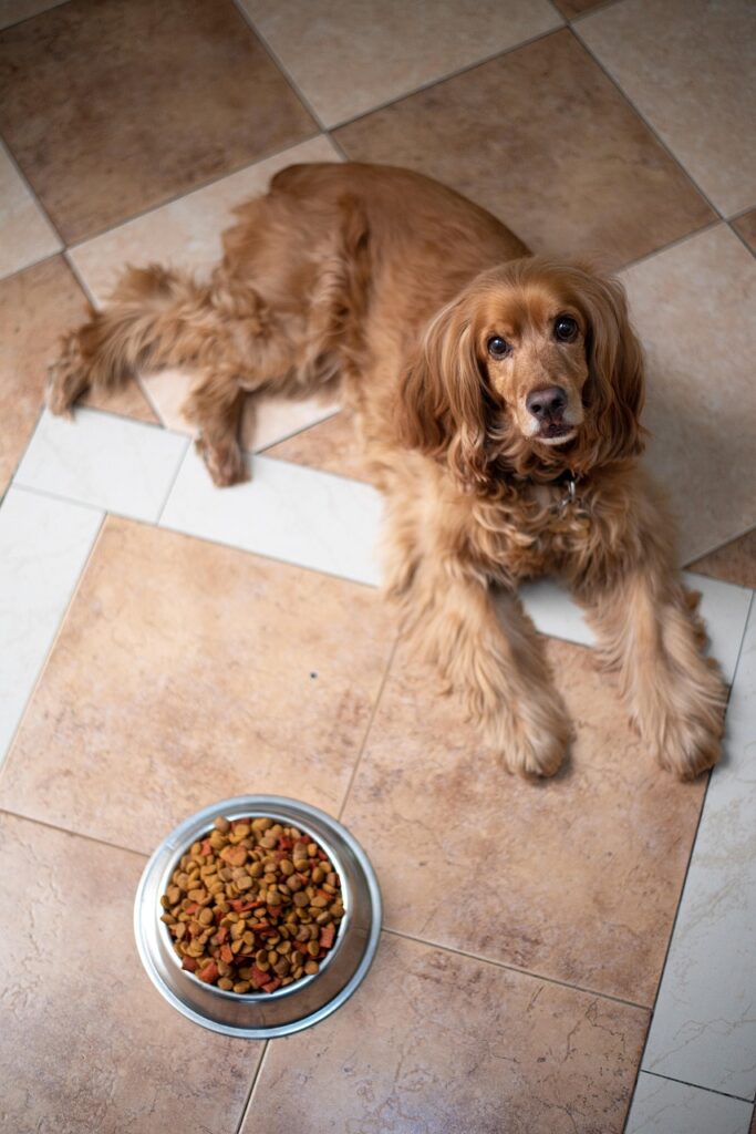 english cocker spaniel, dog, puppy, dog food, pedigree, bowl, pet, pup, young dog, animal, domestic dog, purebred, furry, canine, mammal, friend, cute, adorable, floor, nature, portrait